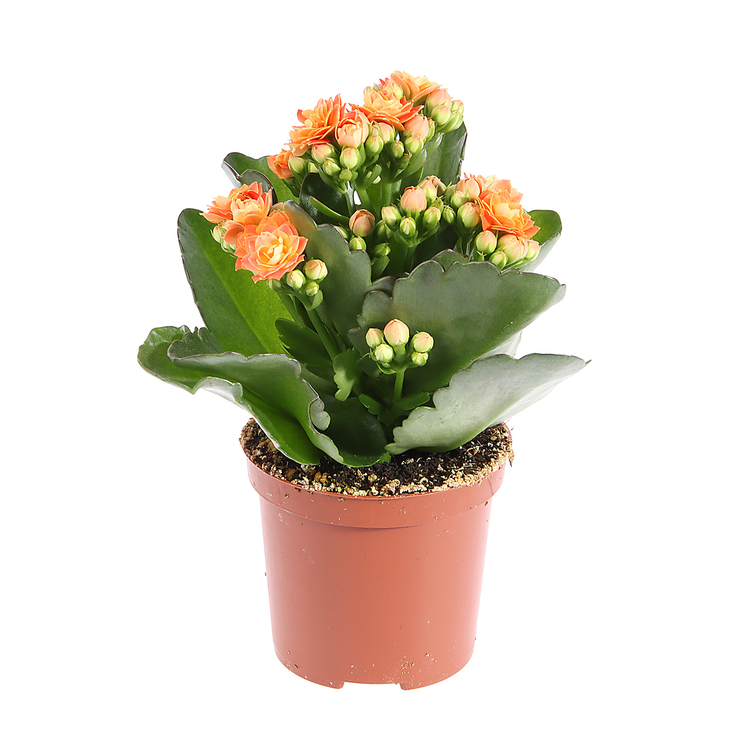 Каланхое микс D7 H15 *1/16