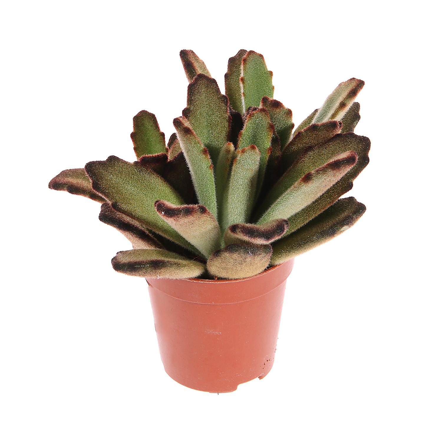 Суккулент микс ХХL D7 Н10 *1/20