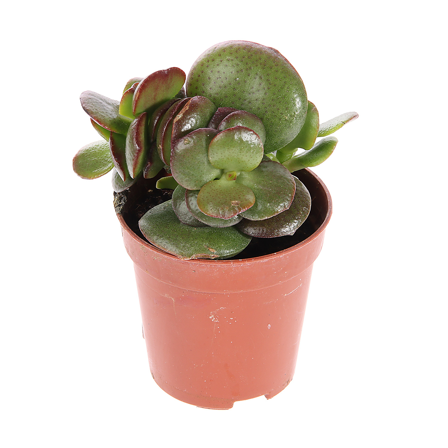 Суккулент микс ХХL D7 Н10 *1/20