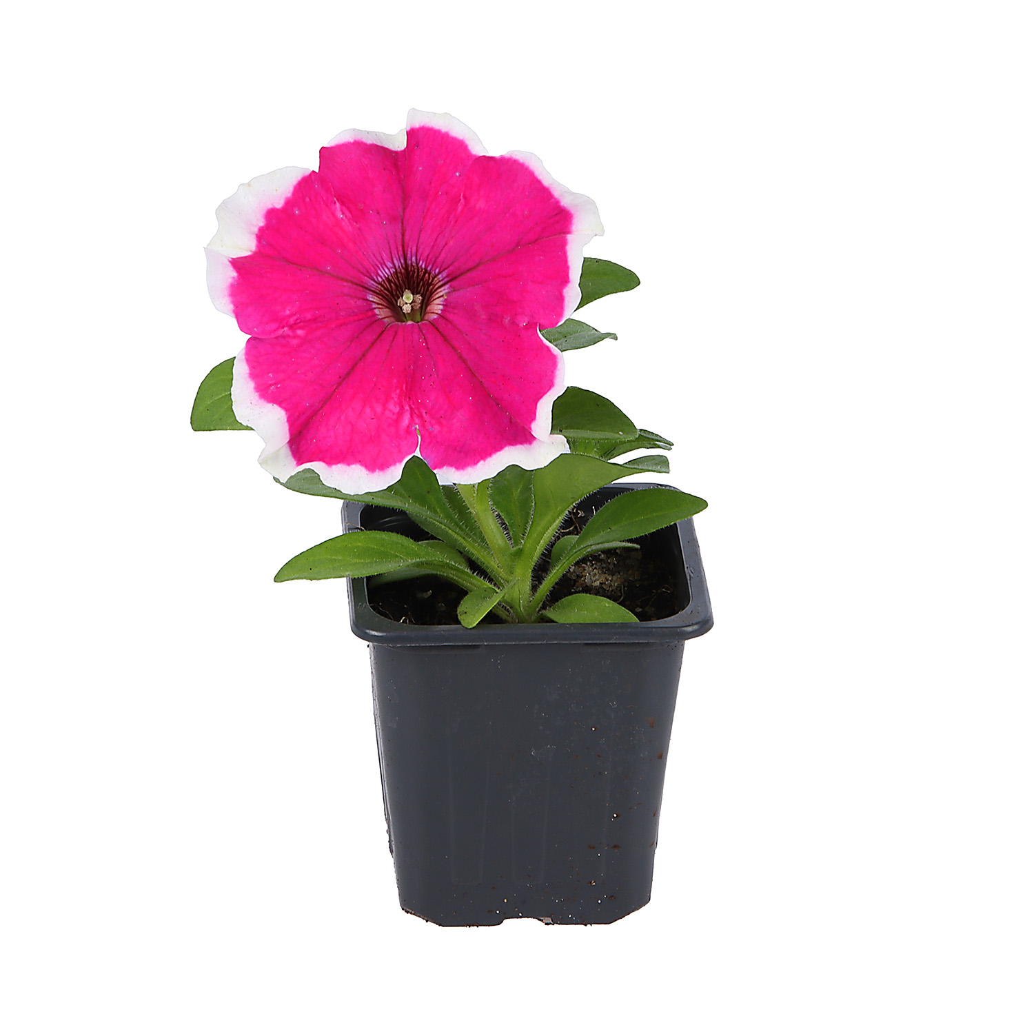 Петуния "Лимбо" микс (рассада)