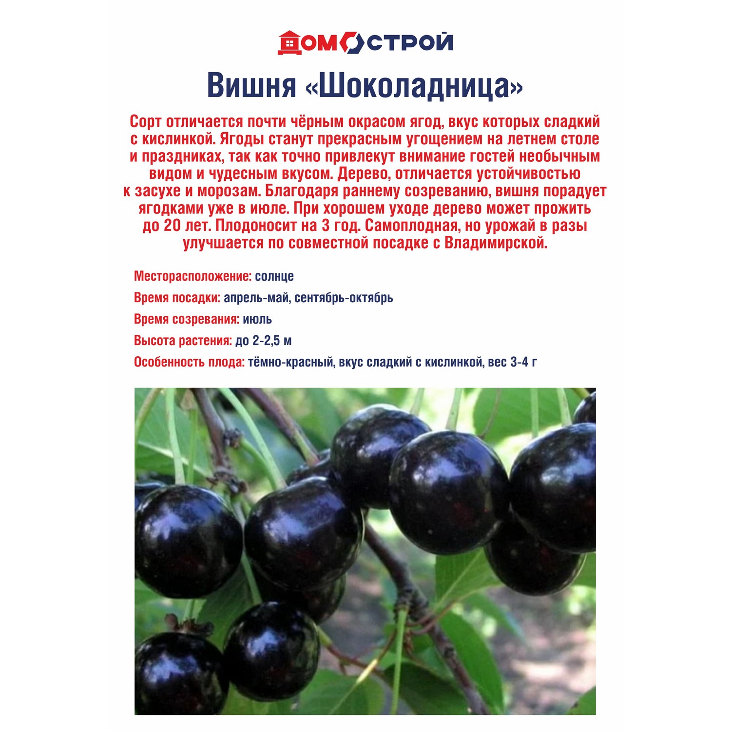 Вишня Шоколадница Саженец 2 года Высота саженца  90-110см