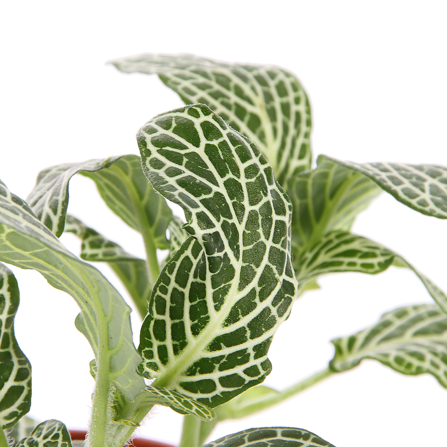 Фиттония Карусель Микс D8 H10*1/12