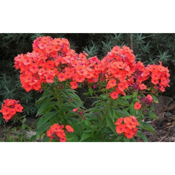 Флокс метельчатый Адесса Ориндж/К