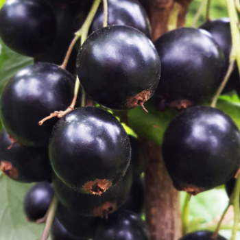 Смородина черная Венера