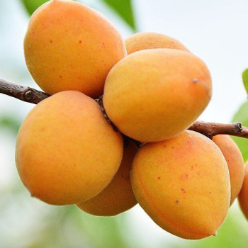 Абрикос Золотая косточка