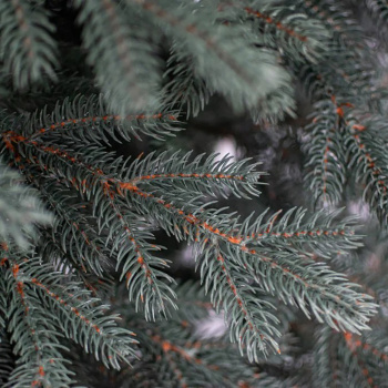 Елка искусственная Елки от Мишки «Тобольская голубая», 180 см, ПВХ, зеленый Елка искусственная Елки от Мишки «Тобольская голубая», 180 см, ПВХ, зеленый