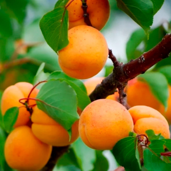 Абрикос Свердловский ранний Саженец 2 года Высота саженца  100-130см