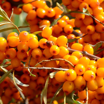 Облепиха Рует